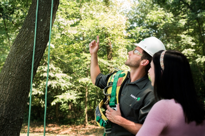 tree service professional pointing to tree with customer